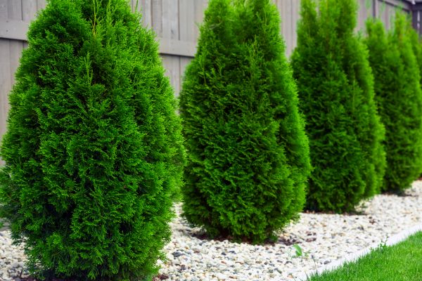 Arborvitae Planting in Renton