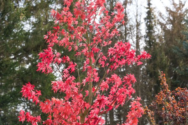 Japanese Maple Planting in Renton
