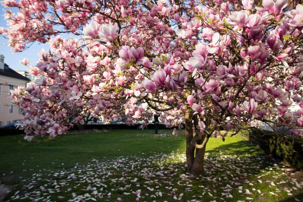 Magnolia Tree Planting Service