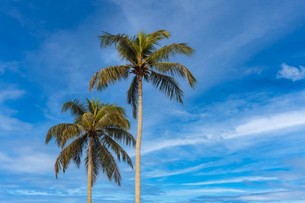 Palm Tree Planting Service