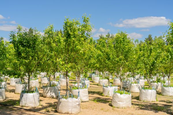 Tree Planting Service