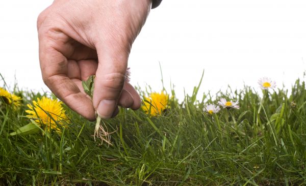Lawn Weeding in Renton