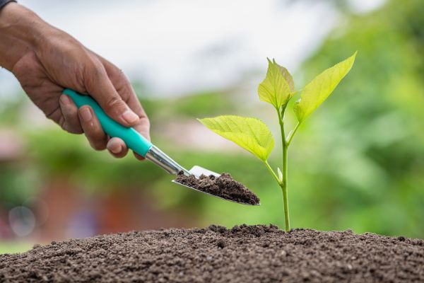 Tree Planting Service
