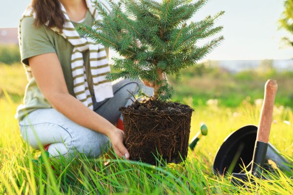 Spruce Tree Planting Service