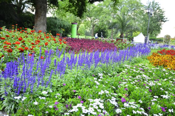 Perennials Planting in Renton
