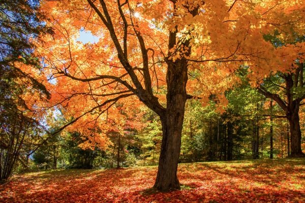 Maple Tree Planting in Renton