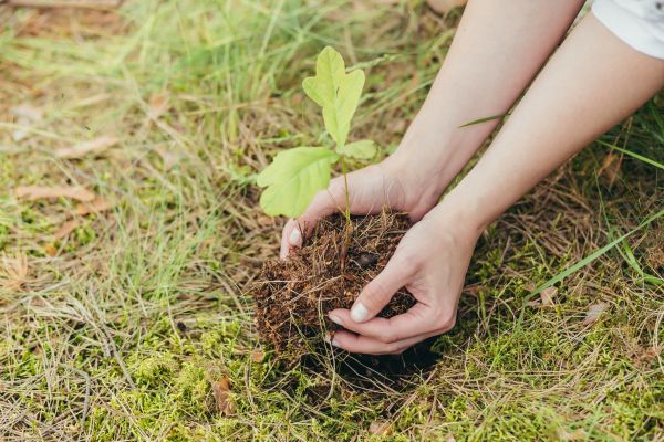Oak Tree Planting Service