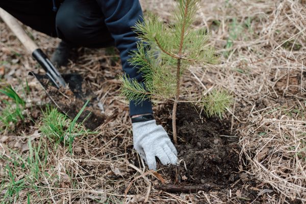 Pine Tree Planting Service