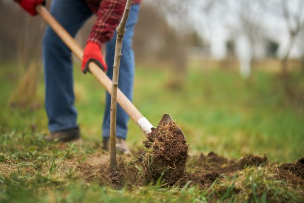 Trees Planting in Renton