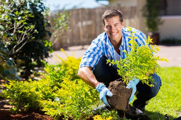 Shrub Landscaping in Renton