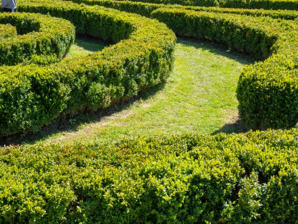 Bush Landscaping in Renton