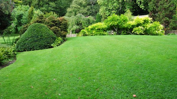 Commercial Landscape Design in Renton