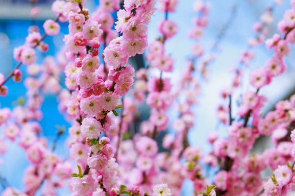 Japanese Cherry Tree Planting Service