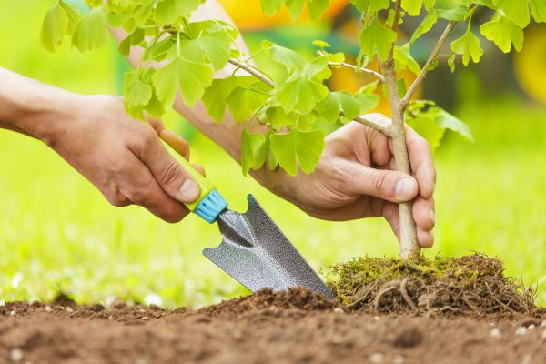 Fruit Tree Planting in Renton