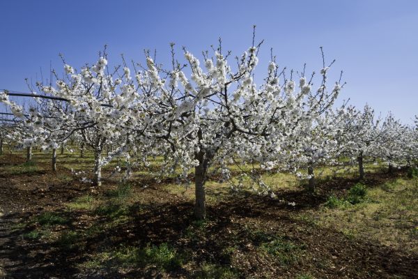 Orchard Planting Service