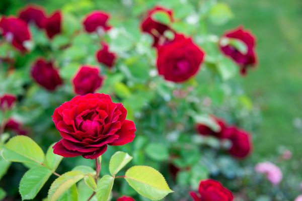 Rose Planting in Renton
