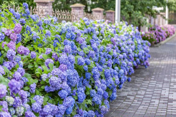 Hydrangea Landscaping in Renton