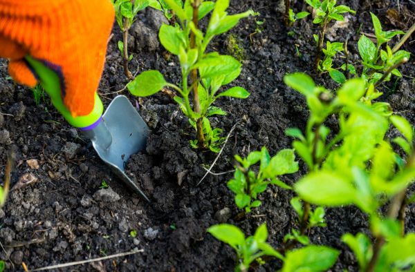 Hydrangea Planting in Renton