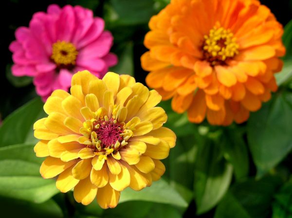 Zinnia Planting in Renton