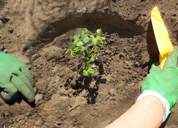 Rose Bush Planting in Renton