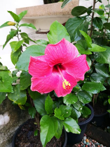 Hibiscus Planting in Renton