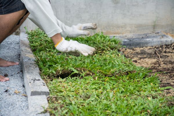Ground Cover Planting in Renton