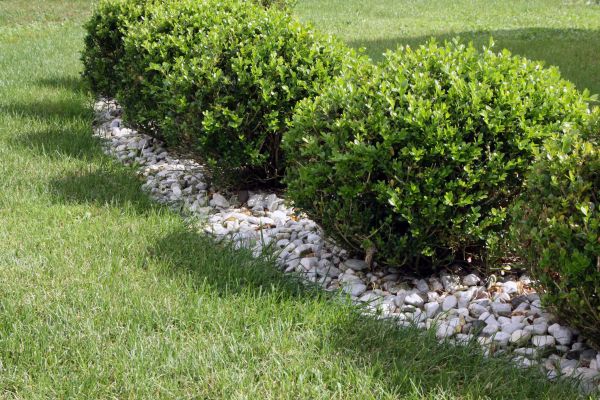 Boxwood Planting in Renton