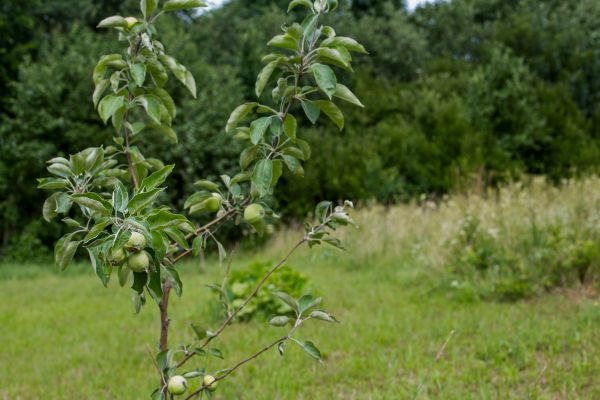 Apple Tree Planting in Renton