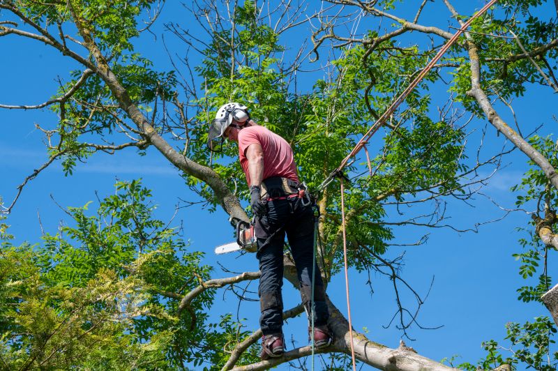 Arborist Pruning detail