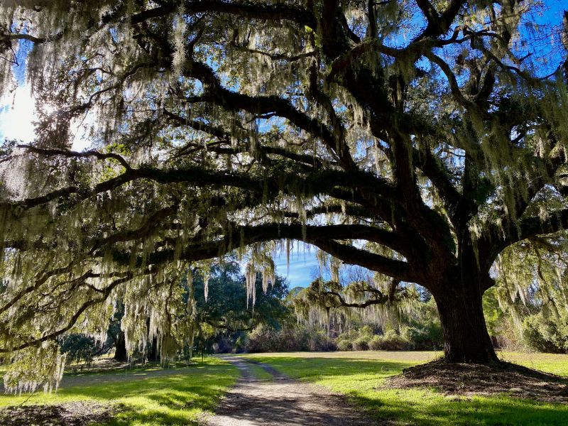 Spanish Moss Treatment