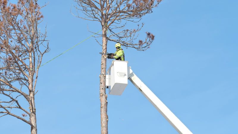 Tree Installation Service